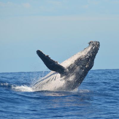Whale Watching